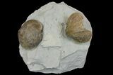 Multiple Fossil Brachiopod (Hebertella) Plate - Kentucky #136605-1